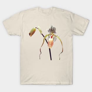 Orchid - Paph Taiwan T-Shirt